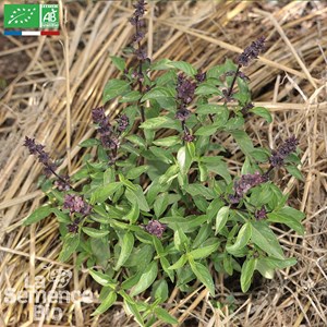 Basilic thaï - graines bio