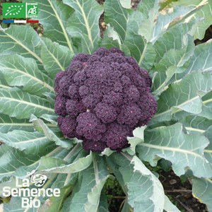 Chou brocoli violet du cap - graines bio