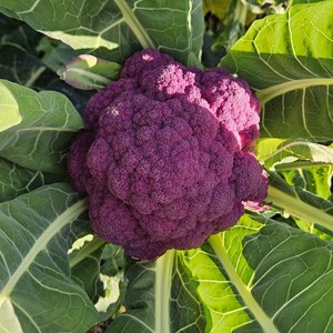 Chou brocoli violet du cap - graines bio