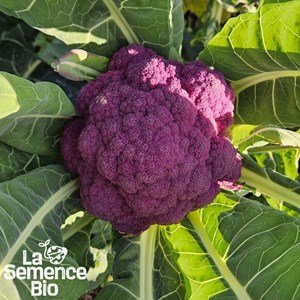 Chou brocoli violet du cap - graines bio