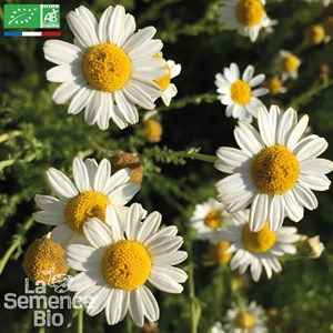 Camomille romaine - graines bio