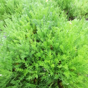 Camomille romaine - graines bio