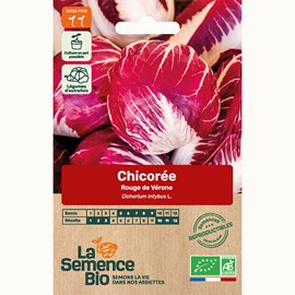 Chicorée rouge de vérone - graines bio