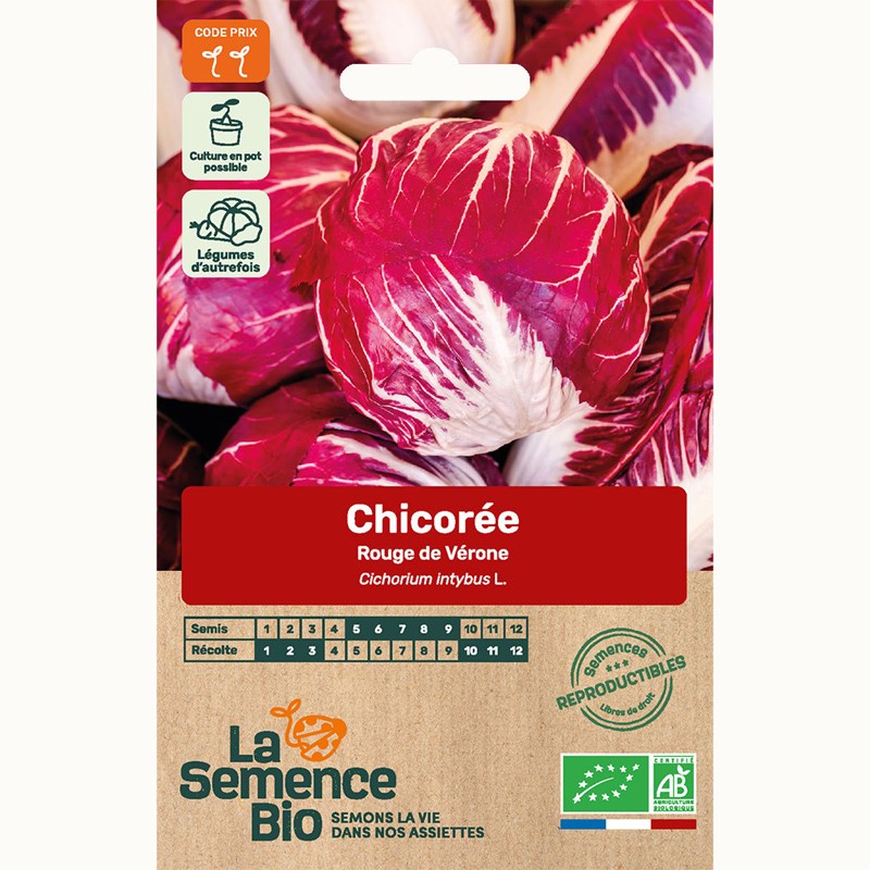 Chicorée rouge de vérone - graines bio