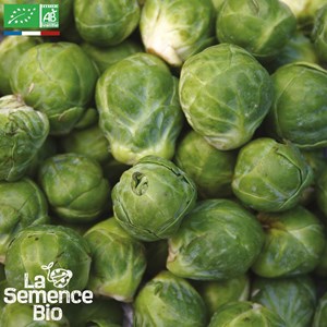 Chou de bruxelles groninger - graines bi