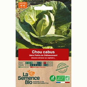 Chou cabus blanc pointu de châteaurenar