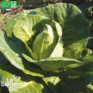 Chou cabus blanc pointu de châteaurenar