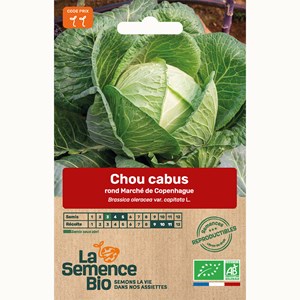 Chou cabus rond marché de copenhague -