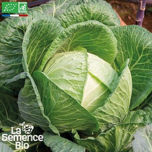 Chou cabus rond marché de copenhague -