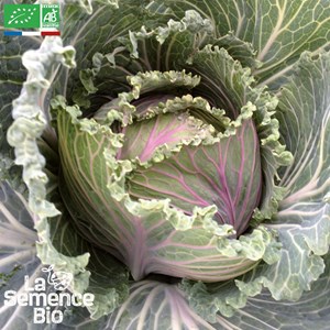 Chou de milan de port-neuf - graines bio