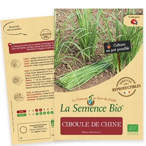 Ciboule de chine bio