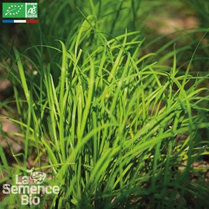 Ciboule de chine - graines bio