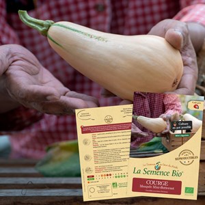 Courge musquée mini butternut bio