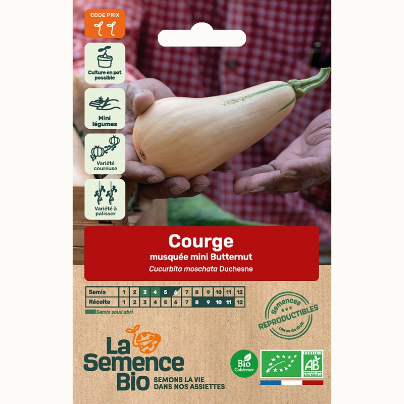 Courge musquée mini-butternut - graines bio