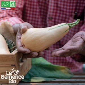 Courge musquée mini-butternut - graines