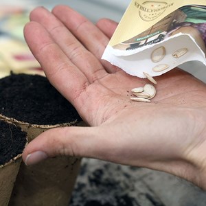 Courge musquée mini-butternut - graines