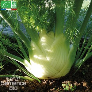 Fenouil perfection - graines bio