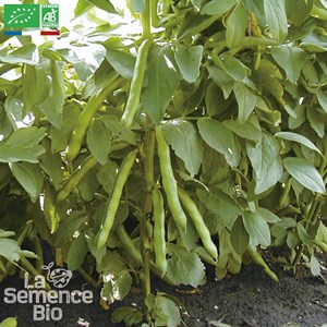 Fève express eleonora - graines bio