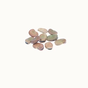 Fève express eleonora - graines bio