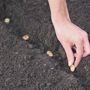 Fève express eleonora - graines bio