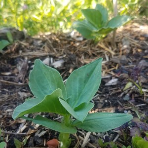 Fève express eleonora - graines bio