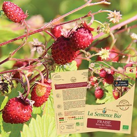 Fraise des bois reine des vallées - gra