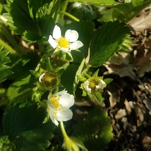Fraise des bois reine des vallées - gra