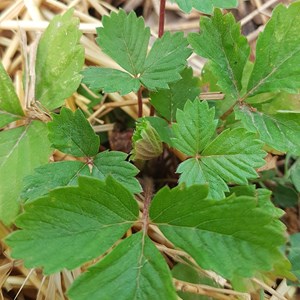 Fraise des bois reine des vallées - gra