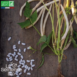 Haricot à écosser blanc nain lingot su