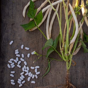 Haricot à écosser blanc nain lingot su