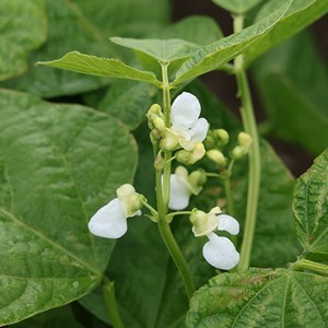 Haricot à écosser blanc nain lingot su