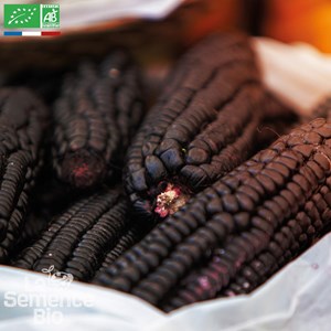 Maïs popcorn noir - graines bio