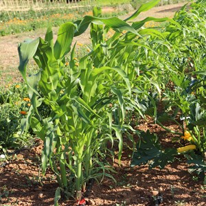 Maïs popcorn noir - graines bio