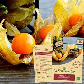 Physalis coqueret du pérou bio