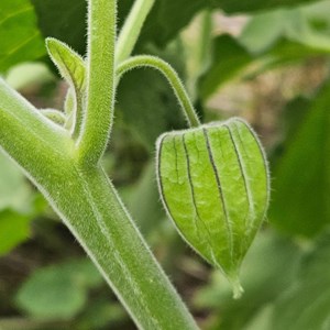 Physalis coqueret du pérou - graines bi