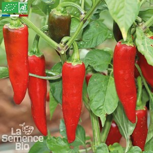 Piment gorria - graines bio