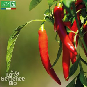 Piment sucette de provence - graines bio