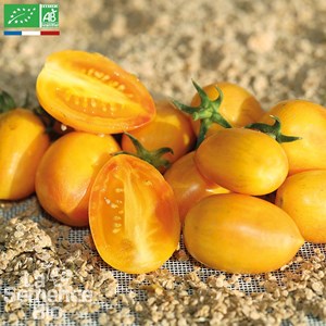 Tomate blush - graines bio