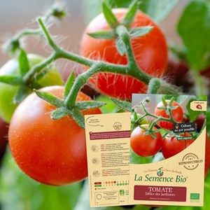 Tomate délice des jardiniers bio
