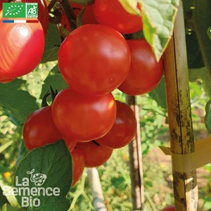 Tomate délice des jardiniers - graines