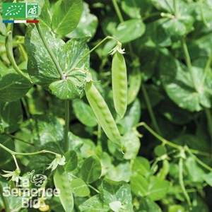 Pois mangetout à rame sweet horizon - g