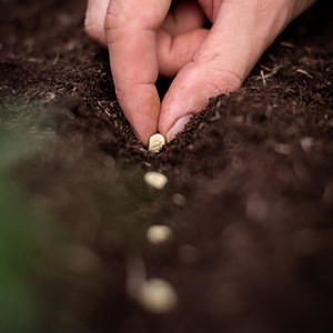 Pois mangetout à rame sweet horizon - g