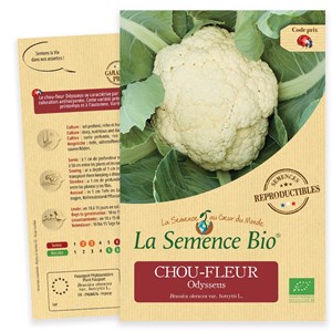 Chou-fleur odysseus bio