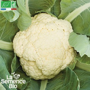 Chou-fleur odysseus - graines bio