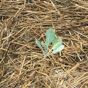 Chou-fleur odysseus - graines bio