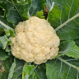 Chou-fleur odysseus - graines bio