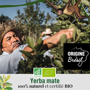 Maté citron gingembre – le tonique