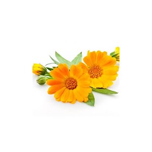 Calendula - macérât huileux bio - 200ml - flacon en verre