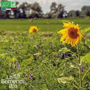 Mélange maraîchage plein champs - grai