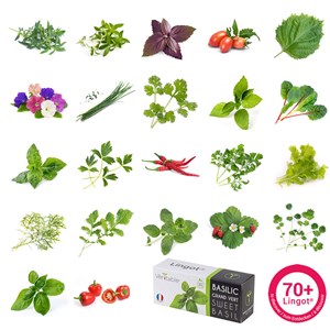 Lingot® persil plat bio